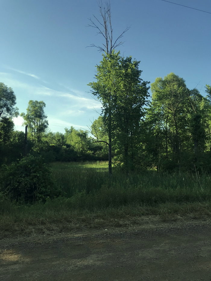 Stony Run - July 2020 Photo (newer photo)